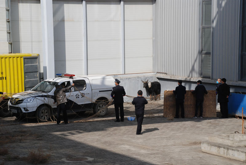 星火機(jī)床公司助力國(guó)家二級(jí)保護(hù)動(dòng)物回歸“家園”